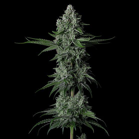 Grandpa's Stash R2 Feminised Seeds | Buy from Seedsman