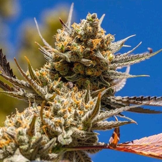 Lemon Berry Candy OG R2 Feminisiert Saatgut-ETHO-LBCOGR2-FEM