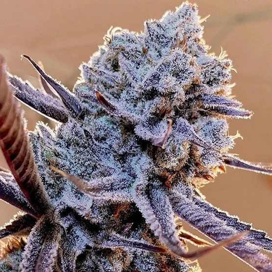 Lilac Diesel RBX2 Feminised Seeds-ETHO-LIDIRBX2-FEM