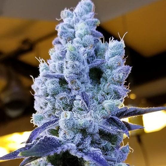 Mandarin Cookies V2 Feminised Seeds-ETHO-MACOV2-FEM