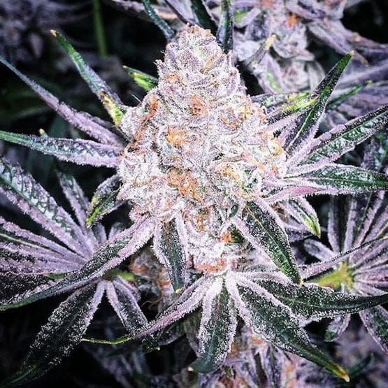 Purple Sunset RBX2 Feminised Seeds-ETHO-PUSURBX2-FEM