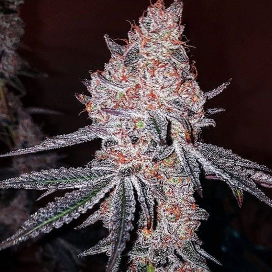 Strawberry Cookies OG R1 Feminised Seeds-ETHO-STCOOGR1-FEM