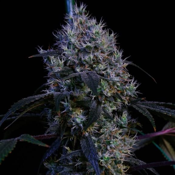 Super Lemon Haze RBX3 Feminised Seeds-ETHO-SLHRBX3-FEM