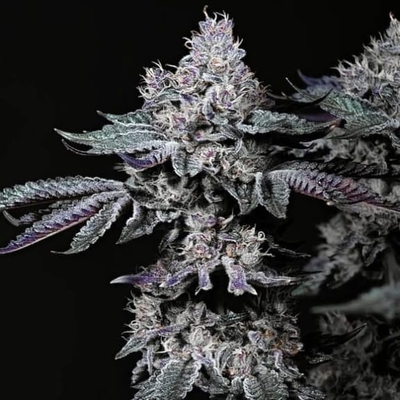 Nuggz R1 Feminized Seeds-ETHO-NUGR1-FEM