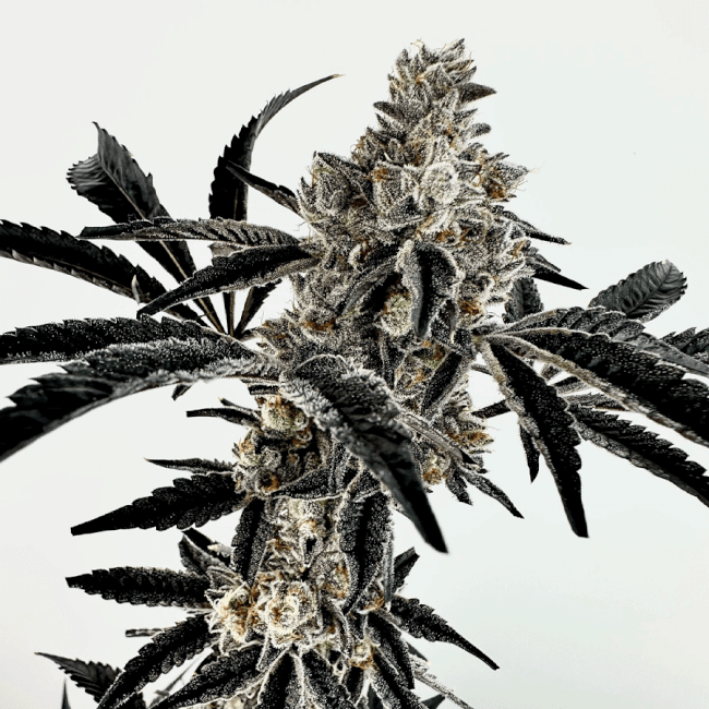 Poppin Fresh Feminised Seeds-EXGE-POFR-FEM