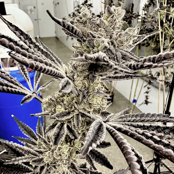 Pop Star Feminised Seeds-EXGE-POST-FEM