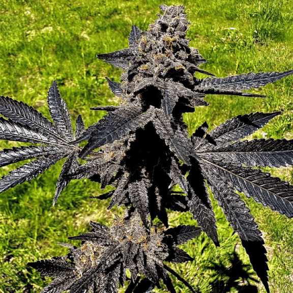 Event Horizon Feminised Seeds-EXGE-EVHO-FEM