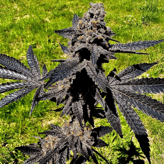 Event Horizon Feminised Seeds-EXGE-EVHO-FEM