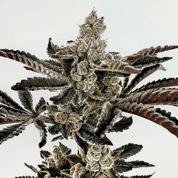 Sha-Boink Feminised Seeds-EXGE-SHBO-FEM