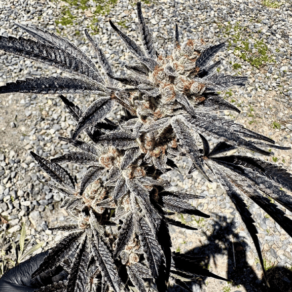 Marshmallow Mountain Feminised Seeds-EXGE-MAMO-FEM