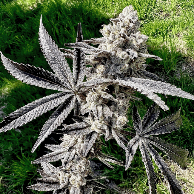 Drippin' Aint Eazy Feminized Seeds-EXGE-DRAE-FEM