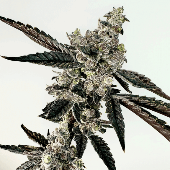 Ring of Sour Feminised Seeds-EXGE-RIOS-FEM