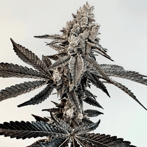 Slaphappy Feminized Seeds-EXGE-SLAP-FEM