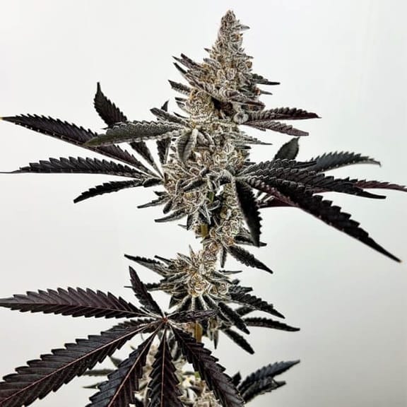 Cosmic 22 Feminised Seeds-EXGE-CO22-FEM