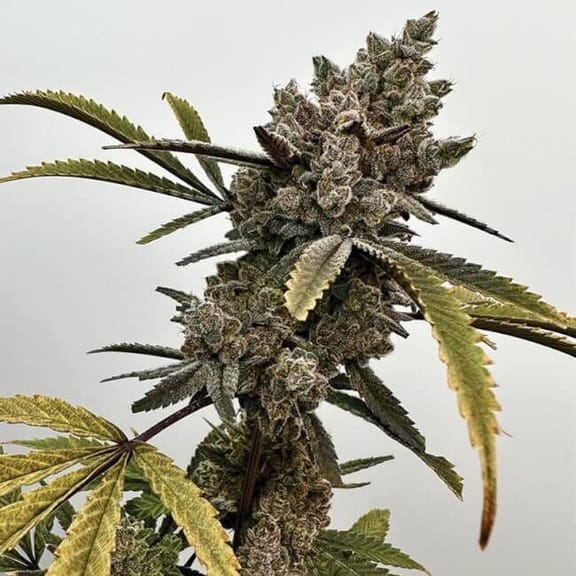 Project 9 Feminised Seeds-EXGE-PRO9-FEM