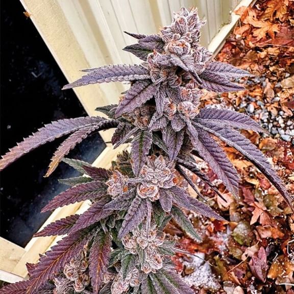 Yikes Feminisiert Saatgut-EXGE-YIKE-FEM