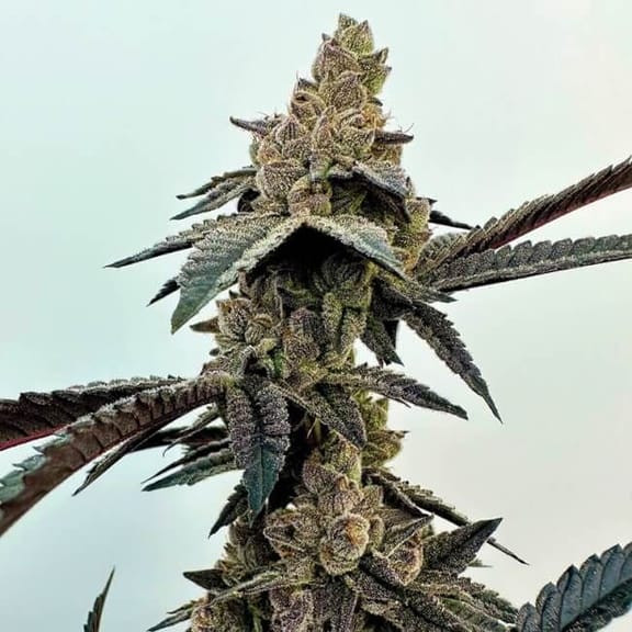 Neon Sunshine Feminised Seeds-EXGE-NESU-FEM