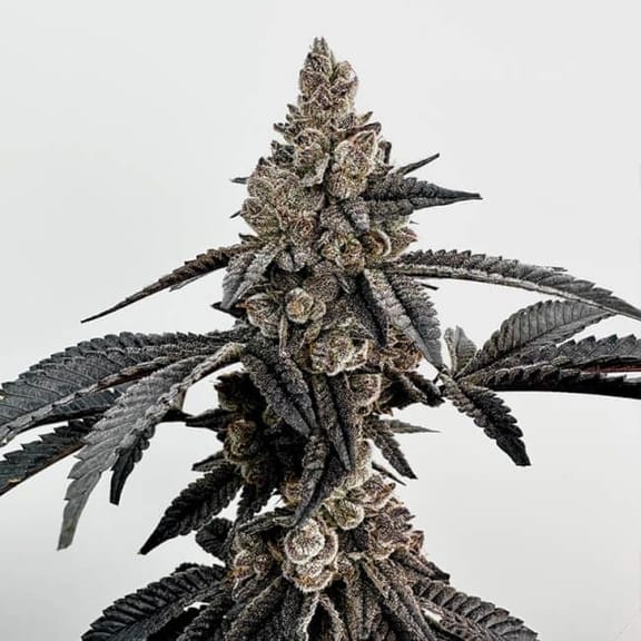 Primetime Feminised Seeds-EXGE-PRIM-FEM