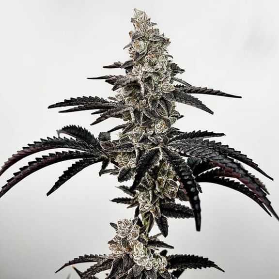 Black Patronus Feminised Seeds-EXGE-BLPA-FEM