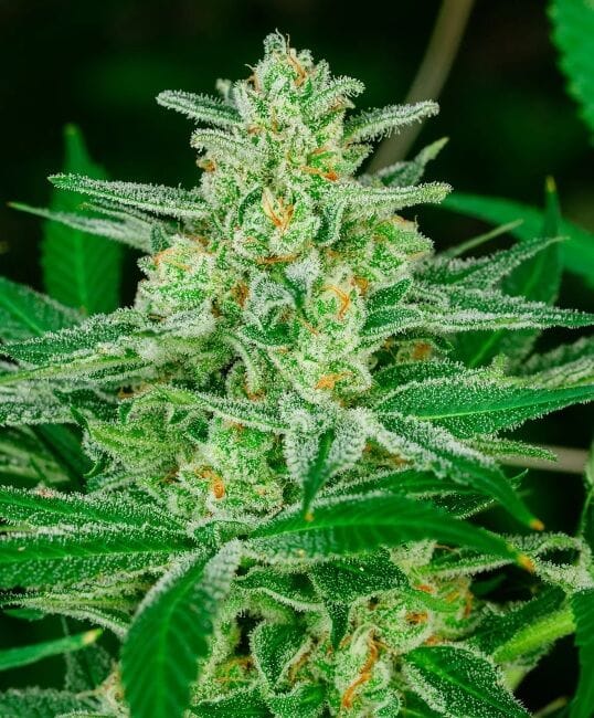 Blue Dream Fast Feminised Seeds-ATL-BD-FAST-FEM