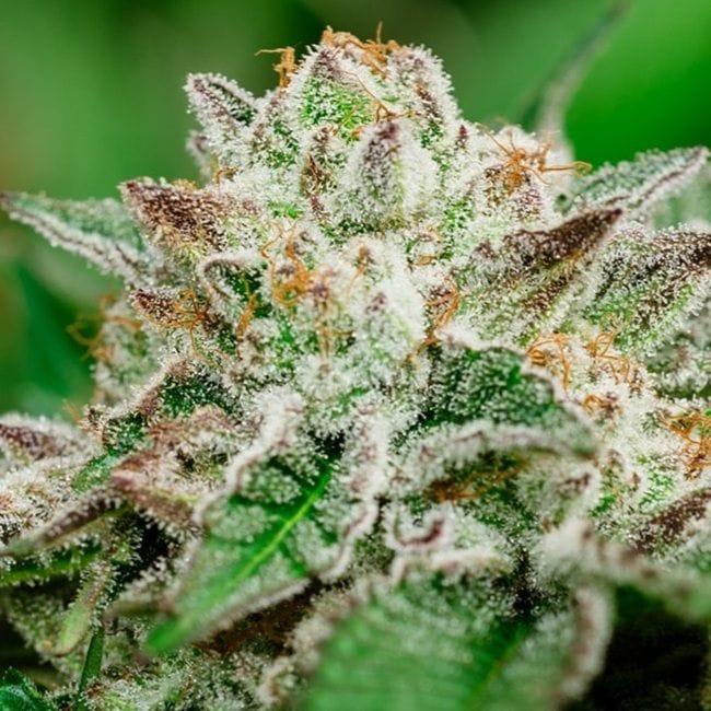 Cosmic Crashers Feminised Seeds-ATL-CC-FEM