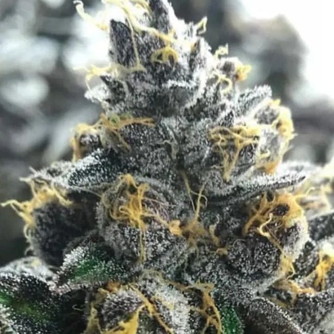 Divorce Cake Feminised Seeds-ATL-DC-FEM