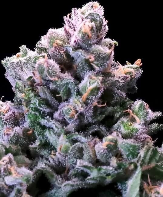 Grapes & Cream Fast Feminised Seeds-ATL-GNC-FAST-FEM