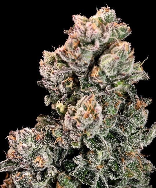 Slurpicane Fast Feminised Seeds-ATL-SLU-FAST-FEM