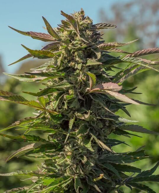 Snow Panda Fast Feminised Seeds-ATL-SP-FAST-FEM