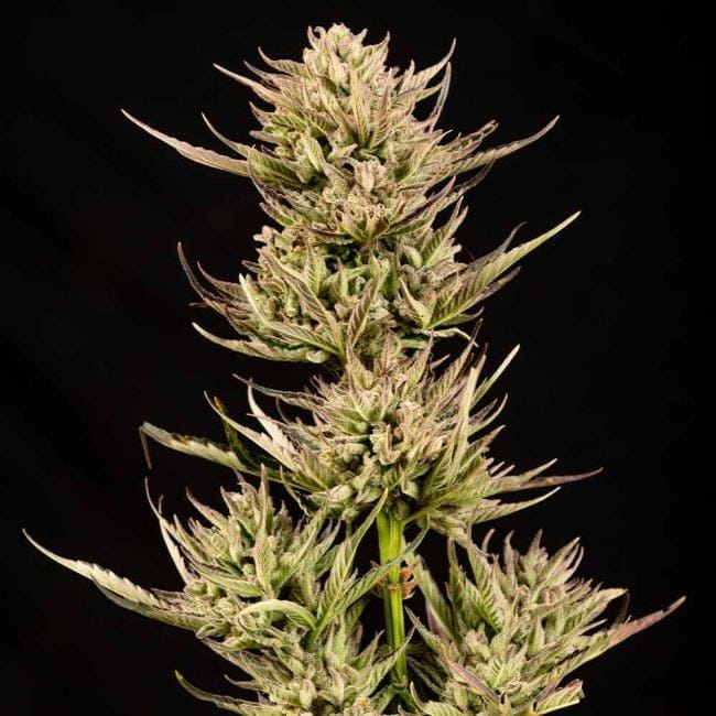 Cookie Apple OG F1 Auto феминизирани семена-SMAN-COAPOG-AUTO-FEM