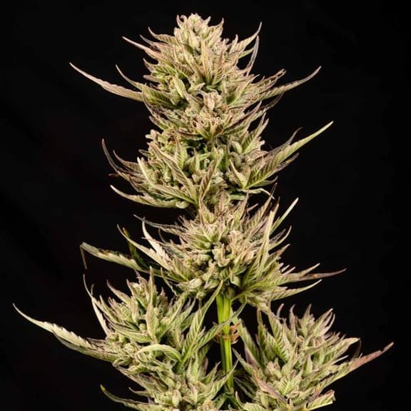 Cookie Apple OG F1 Auto Feminisiert Saatgut-SMAN-COAPOG-AUTO-FEM