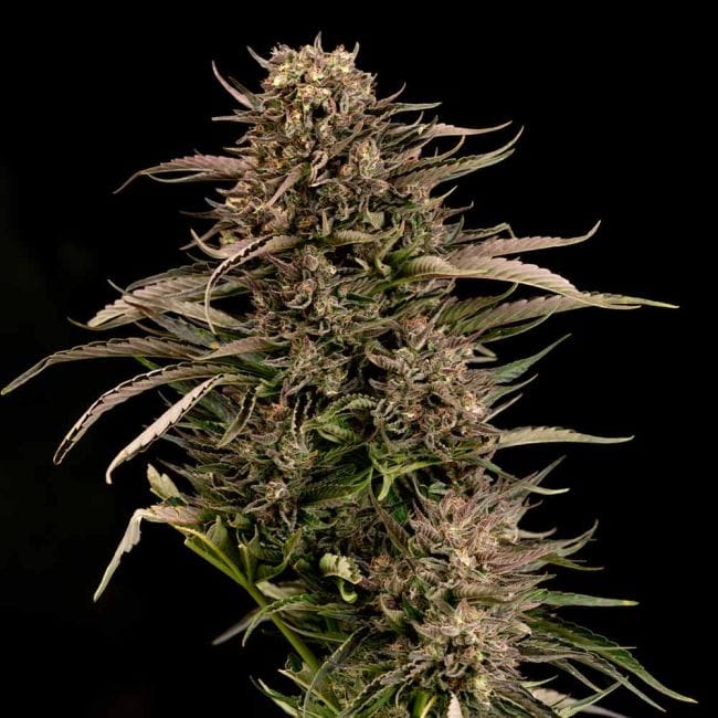 Fatso GMO F1 Auto Feminized Seeds-SMAN-FAGMO-AUTO-FEM