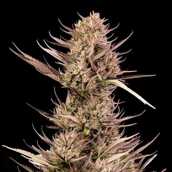 Garlic Muffin F1 Auto феминизирани семена-SMAN-GAMU-AUTO-FEM