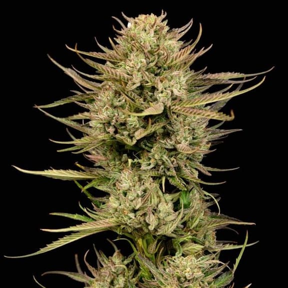 Cherry Punch F1 Feminized Seeds-SMAN-CHPU-FEM