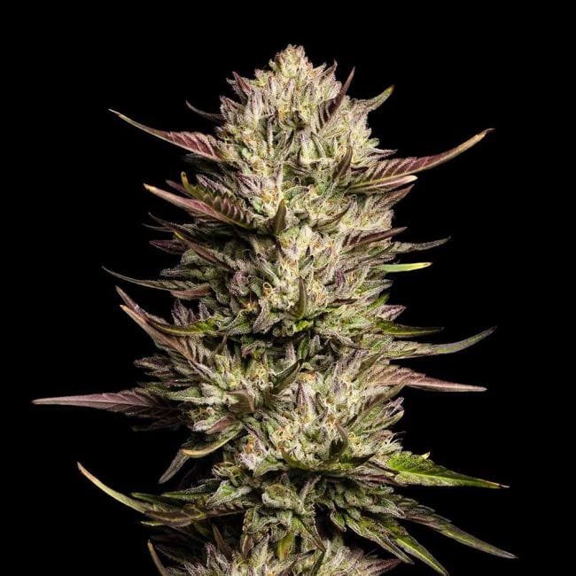 Purple Oreoz F1 Feminized Seeds-SMAN-PUOR-FEM