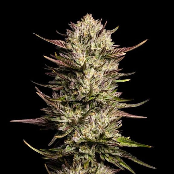 Purple Oreoz F1 Feminised Seeds-SMAN-PUOR-FEM