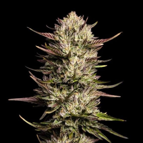 Purple Oreoz F1 Feminized Seeds-SMAN-PUOR-FEM