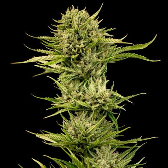 Blueberry Pie F1 Fast Feminised Seeds-SMAN-BLPI-FAST-FEM