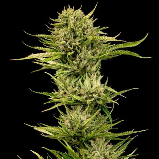Blueberry Pie F1 бърз феминизирани семена-SMAN-BLPI-FAST-FEM