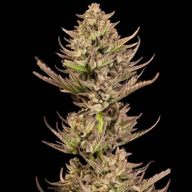 Purple Punch F1 бърз феминизирани семена-SMAN-PUPU-FAST-FEM