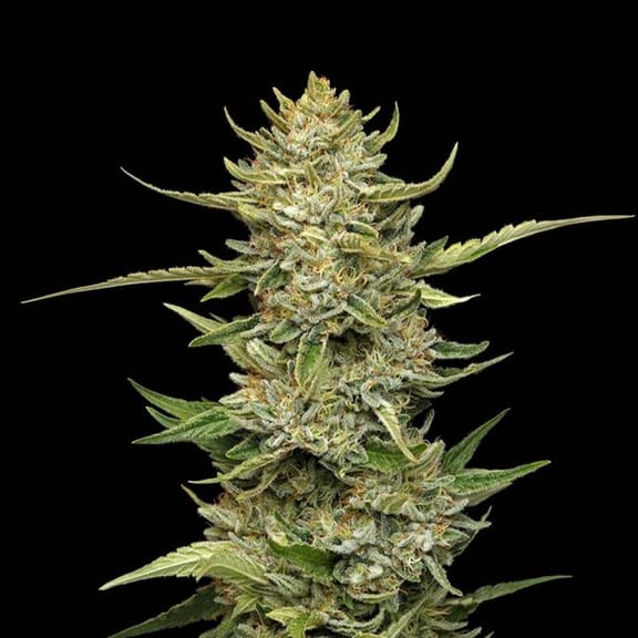 Sour Diesel Auto Feminised Seeds-SMAN-SODI-AUTO-FEM