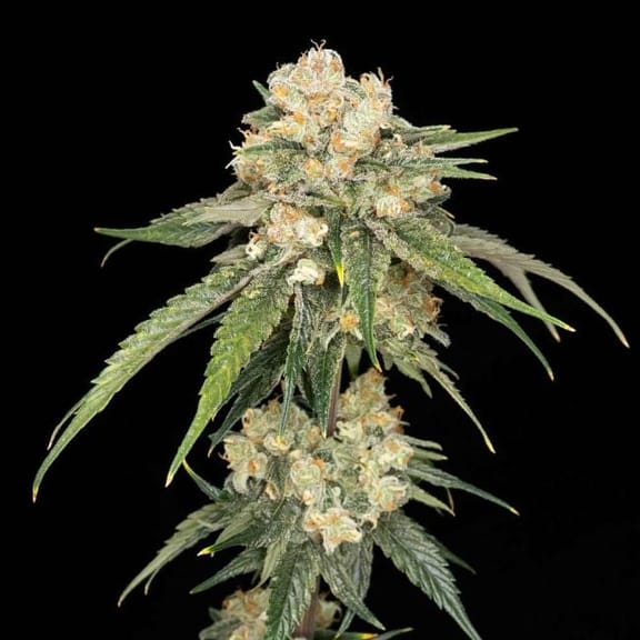 Ice Dream Cake Feminised Seeds-SMAN-ICDC-FEM
