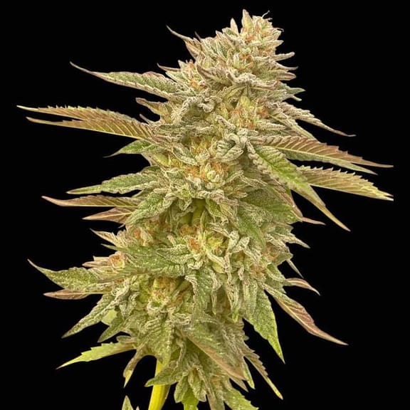 Pineapple OG Feminized Seeds-SMAN-PINEOG-FEM