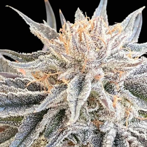 Alaskan Do-Si-Dos Feminized Seeds-SMAN-ALDSD-FEM