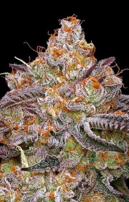 Granny Candy Feminised Seeds-HUMB-GRCA-FEM