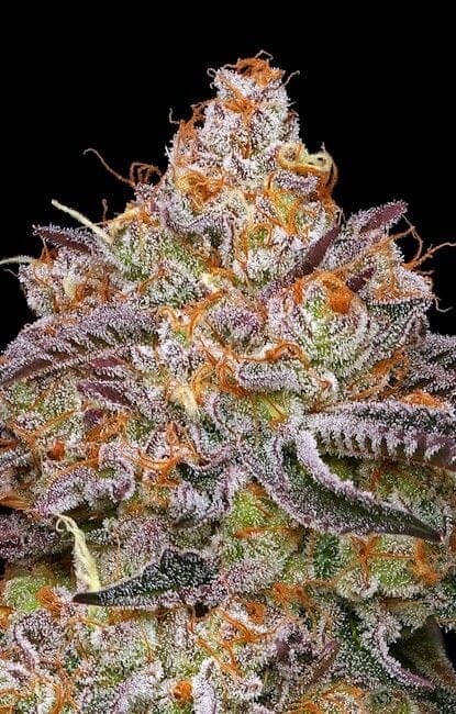 Granny Candy Femminizzati Semi-HUMB-GRCA-FEM