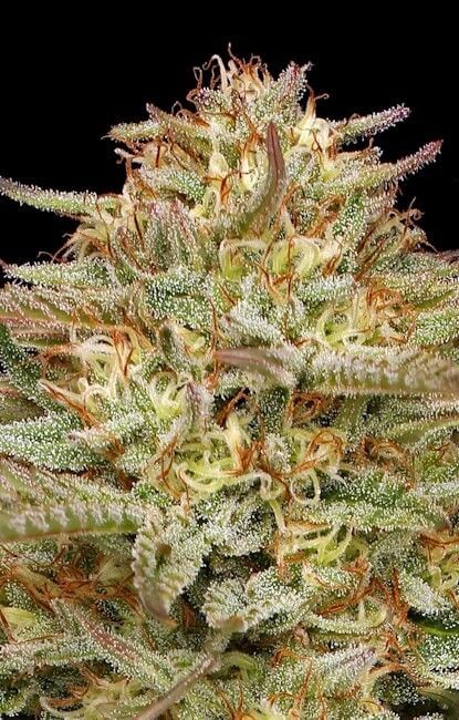 Orange Creampop Feminised Seeds-HUMB-ORCRPOP-FEM