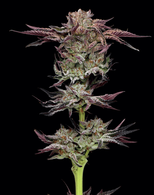 Jelly Donutz Auto Feminised Seeds-HUMB-JDNTZ-AUTO-FEM