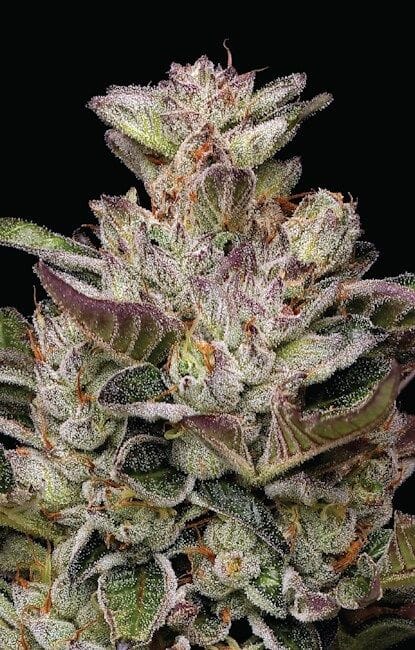 Donutz Feminised Seeds-HUMB-DNTZ-FEM
