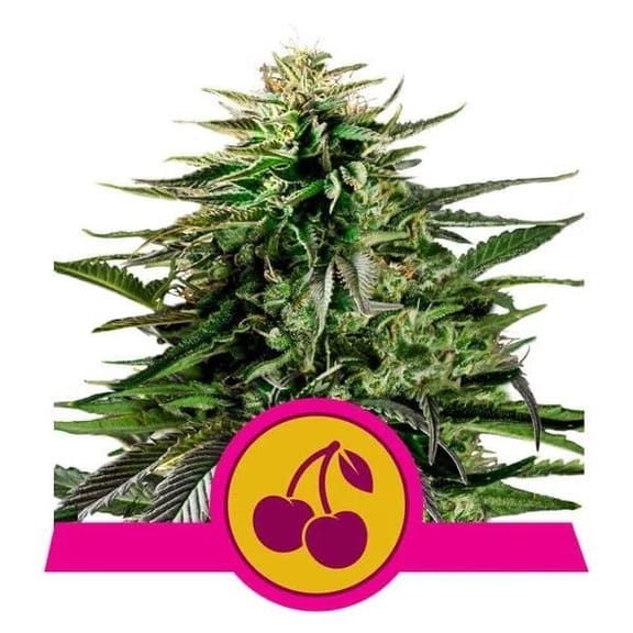 Cherry Pie Feminised Seeds-RQS-CHPI-FEM